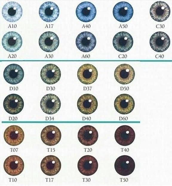 c40 eyes - Google Search Eye Color Chart Genetics, Eye Color Facts, Type Chart, Eye Color Chart, Trendy Eyeshadow, Eye Chart, Haircut Types, Types Of Eyes, Eye Photography