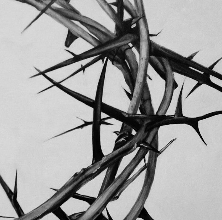 a black and white photo of a bunch of thorns on a wall with the sky in the background