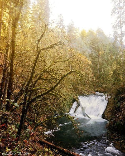 a waterfall in the middle of a forest with lots of trees and leaves around it