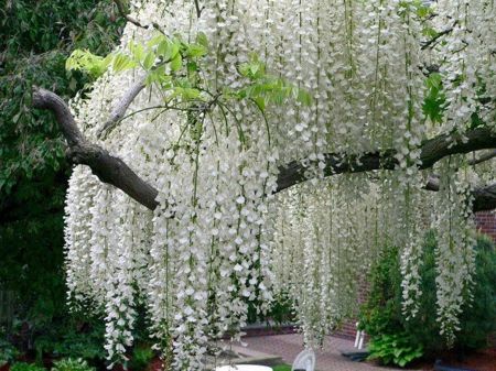 white flowers are hanging from the branches of a tree in a garden with green foliage