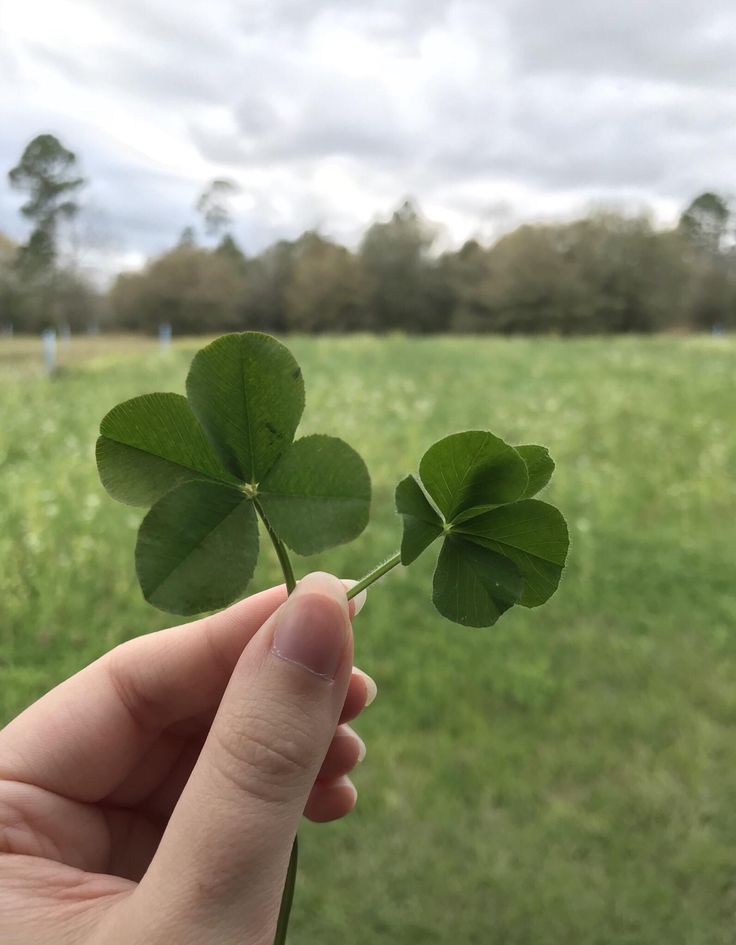 a person holding a four leaf clover in their hand