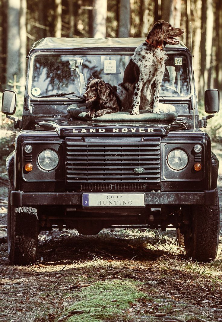 two dogs are sitting on the hood of a black land rover in the middle of the woods