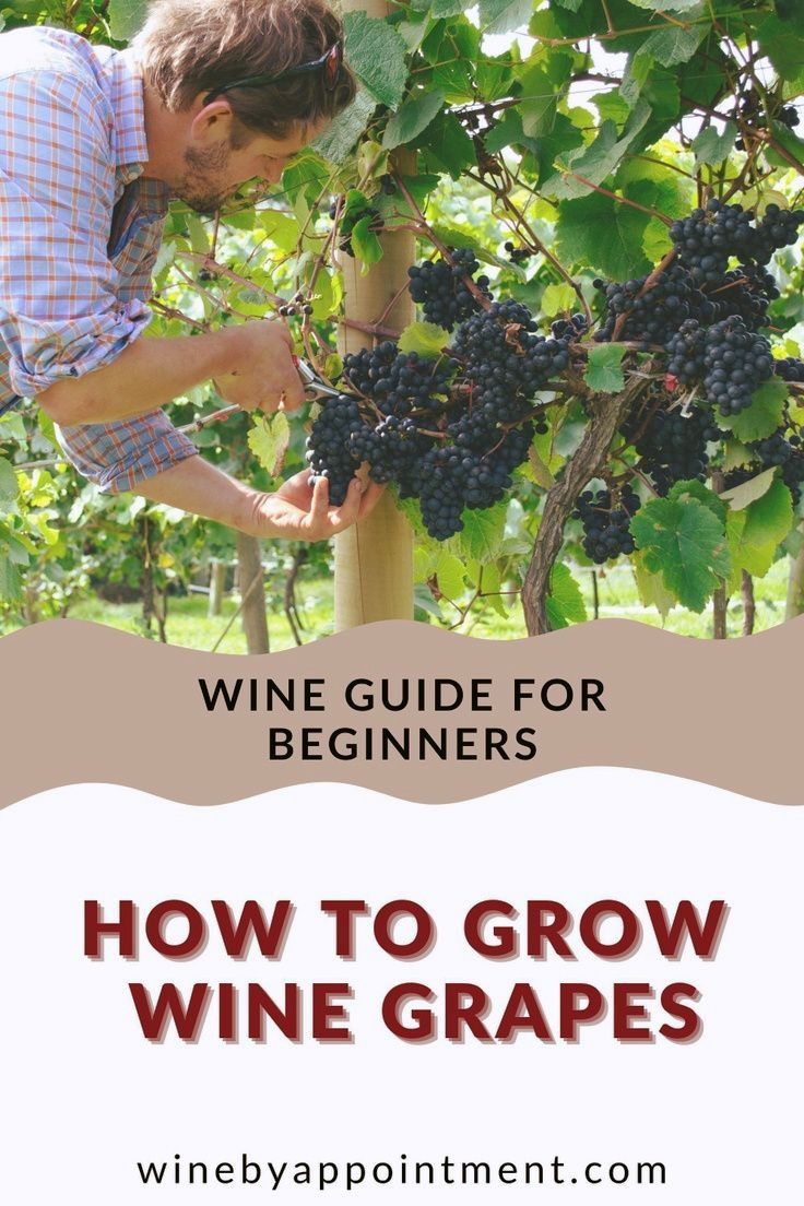 a man picking grapes from a vine with the words how to grow wine gra