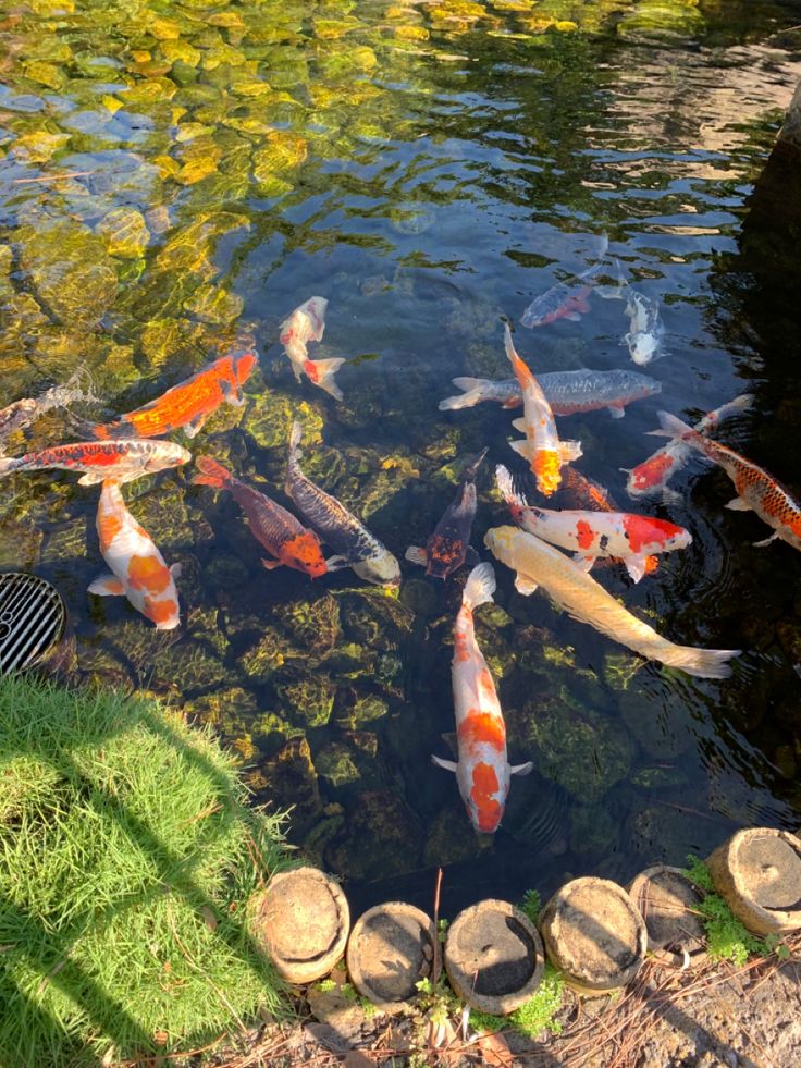 many fish are swimming in the pond