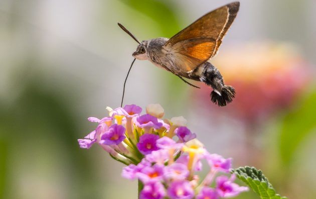 a hummingbird flying over a purple flower