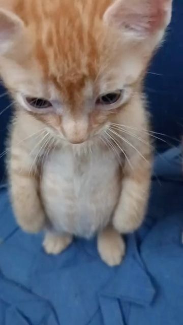 an orange kitten sitting on top of a blue blanket