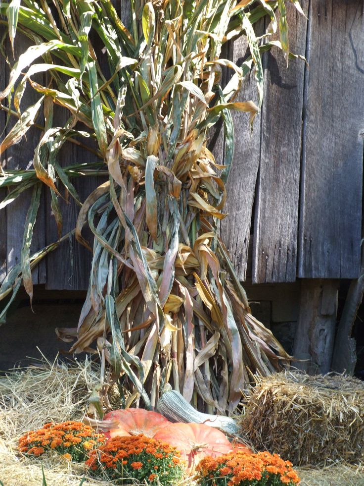 an orange pumpkin sitting in the hay next to a corn cob and some plants