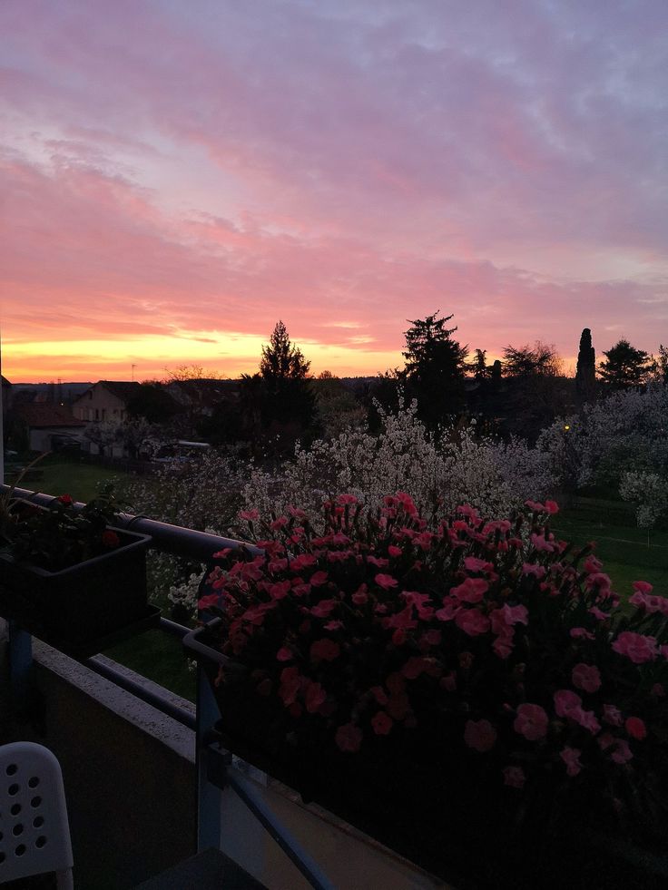 the sun is setting over some flowers and trees