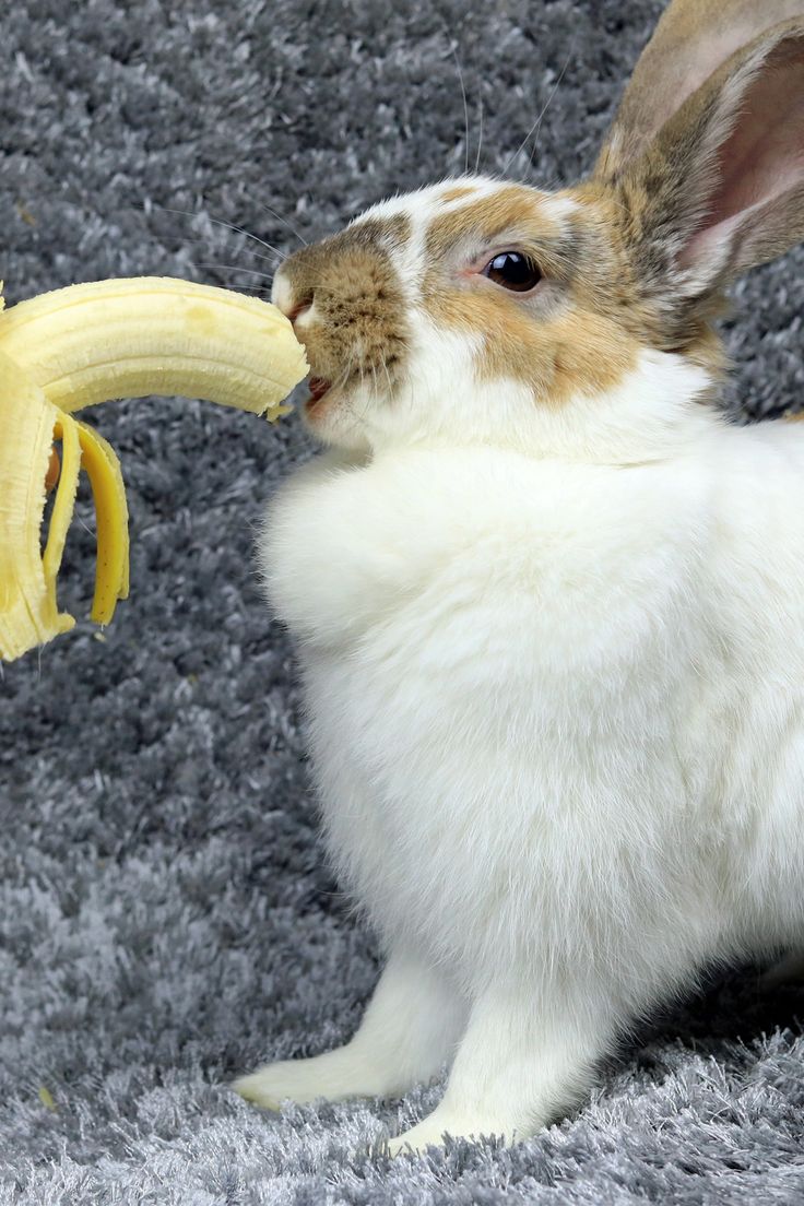 a rabbit is eating a banana on the carpet