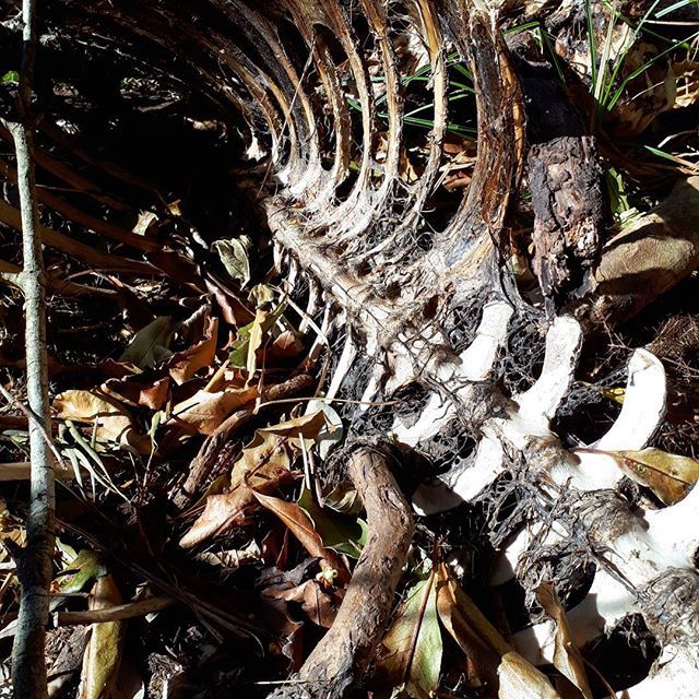 an animal skeleton laying on the ground in some grass and dirt with other plants around it