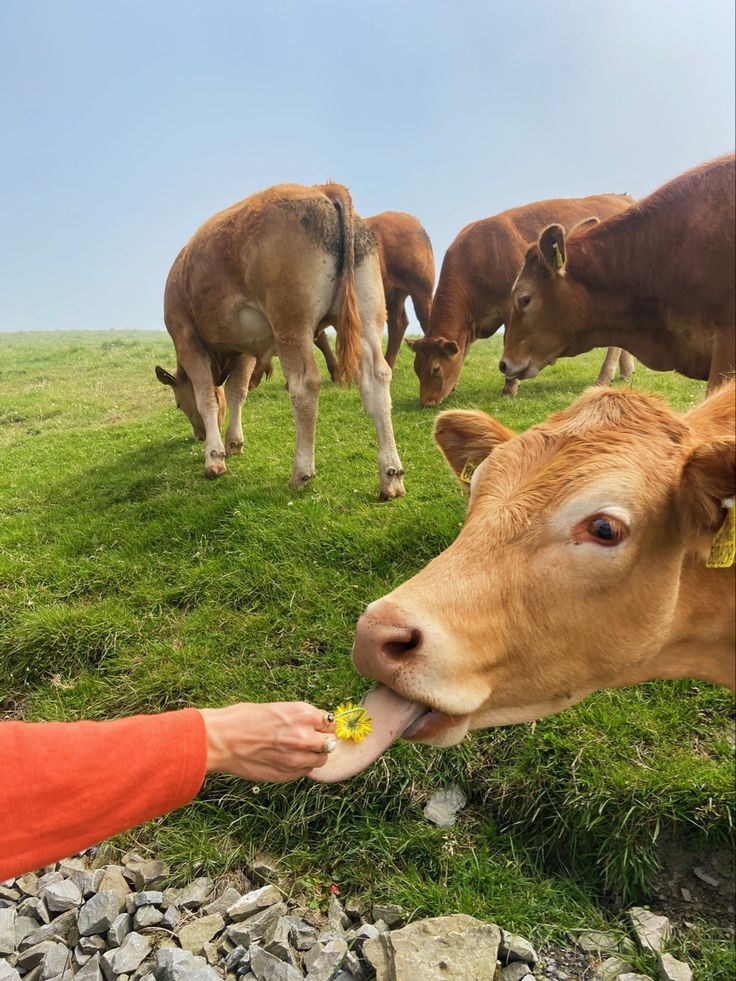 a person feeding a cow some food on the grass with other cows in the background