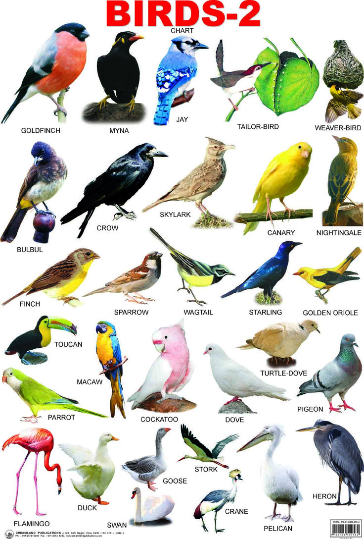 an image of birds that are in the same color and size, with different names