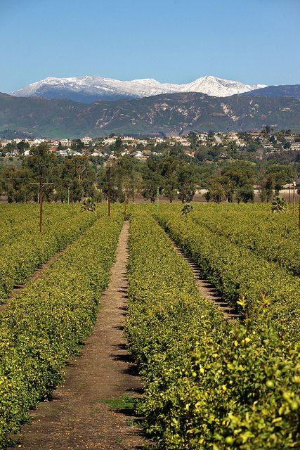 a large field with trees and mountains in the background