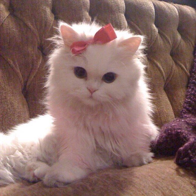 a white cat sitting on top of a couch next to a stuffed animal and caption that reads, you left and forgot to tell my heart how to go without you