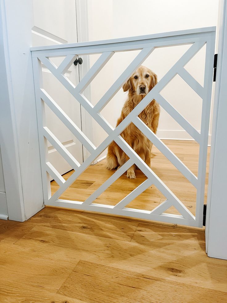 a brown dog sitting behind a white gate