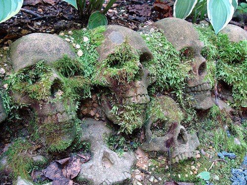 there are many skulls with moss growing out of them on the ground in front of some plants