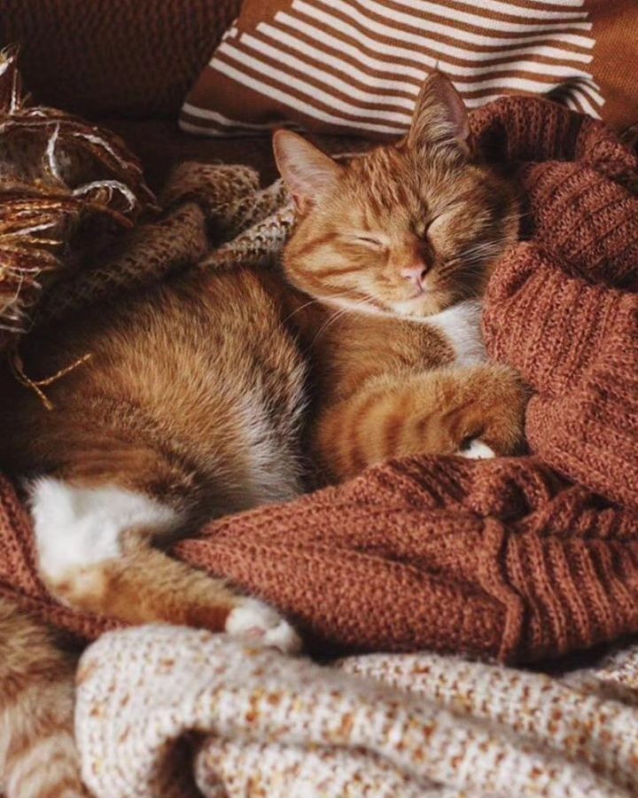 an orange and white cat sleeping on top of a pile of blankets