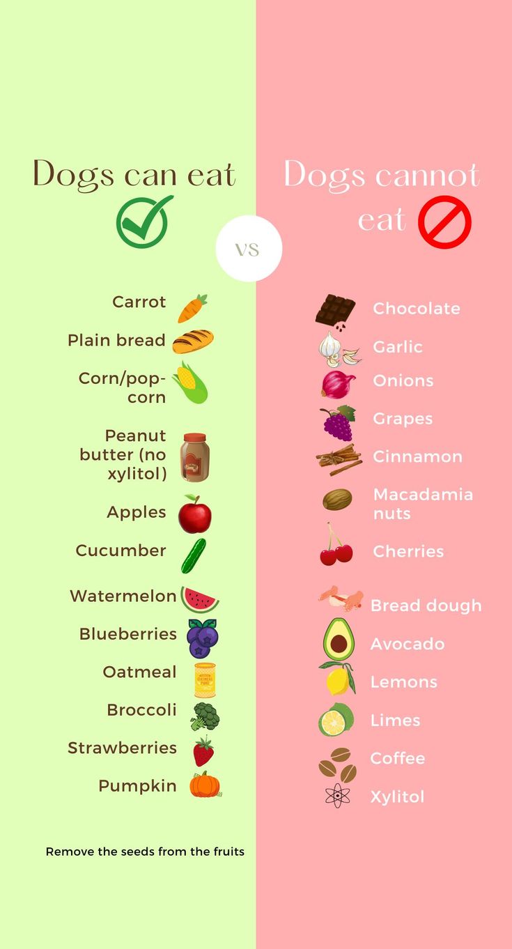 an info board showing the different types of dogs and cats in their diets, from top to bottom