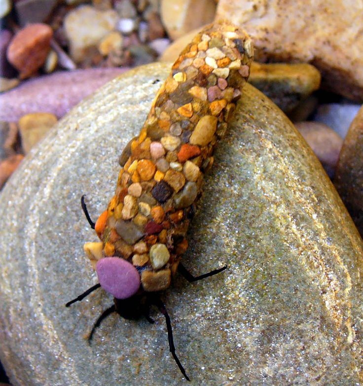 a bug that is sitting on some rocks