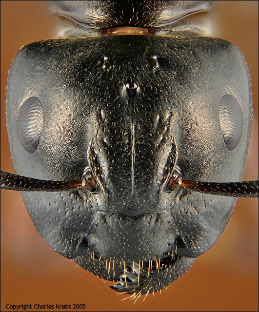 a close up photo of a bug's face