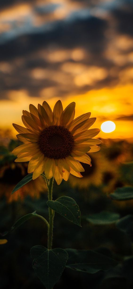 a sunflower in the middle of a field at sunset