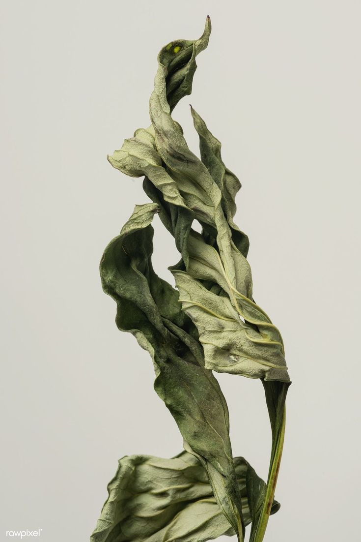 a close up of a leafy plant on a white background