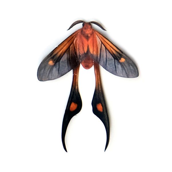 an orange and black insect with long wings on it's back legs, against a white background