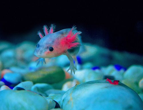 a fish with pink hair is swimming in an aquarium filled with rocks and watermelons