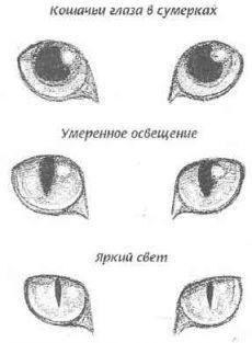 several different types of cats'eyes with the words in russian and english on them