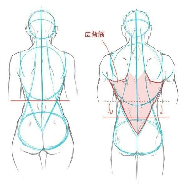 the back view of a woman's body and how to draw it