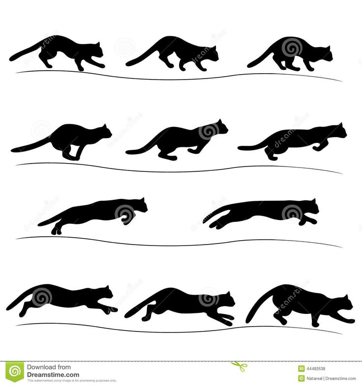 black and white silhouettes of cats running on the wire stock photo - image 3497