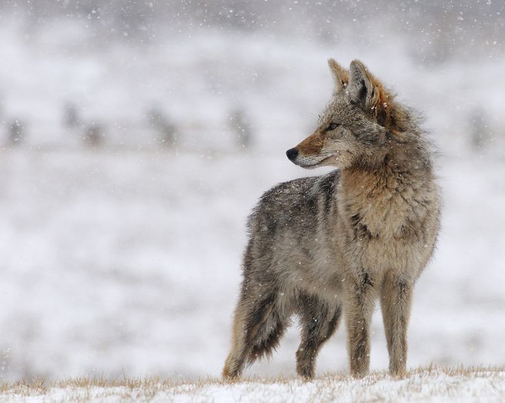 a lone wolf standing in the snow