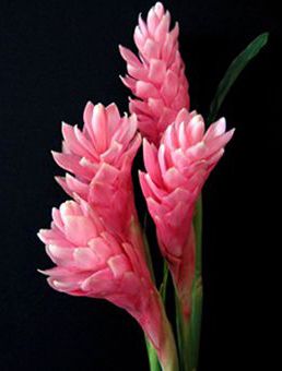 three pink flowers in a vase on a black background