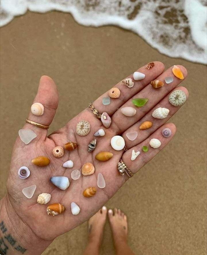 a person's hand with sea shells on it