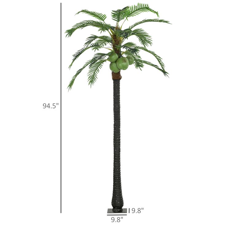 a tall palm tree with lots of green fruit on it's top and bottom