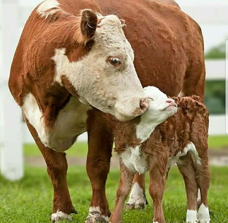 two brown and white cows standing on top of a grass covered field next to each other