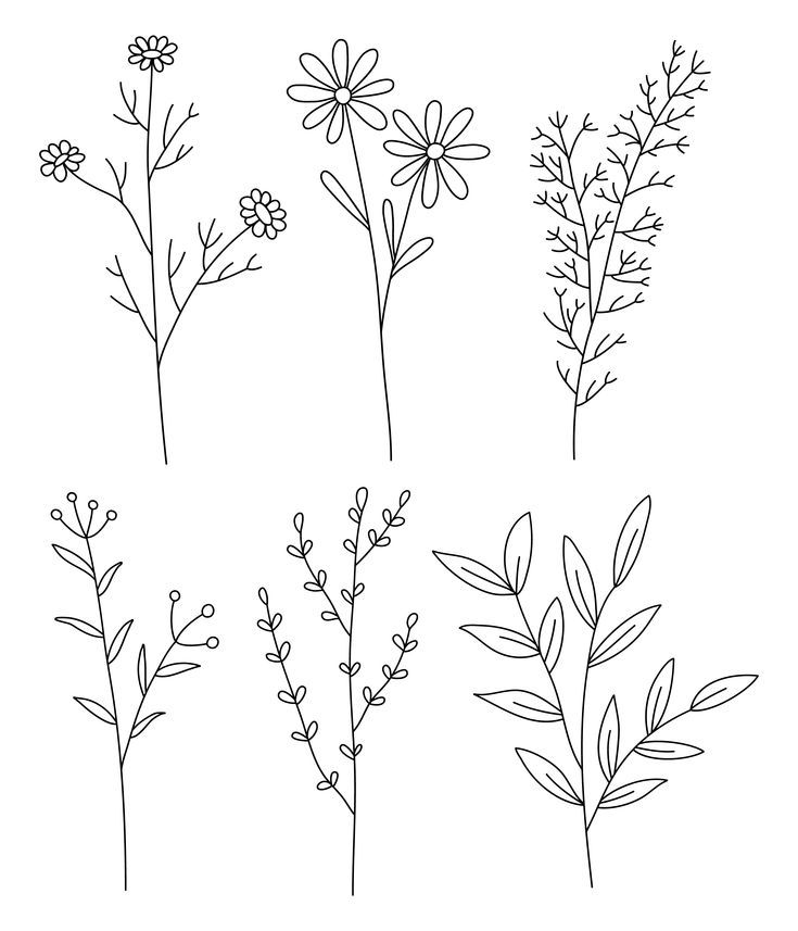 four different types of wildflowers are shown in this black and white drawing technique