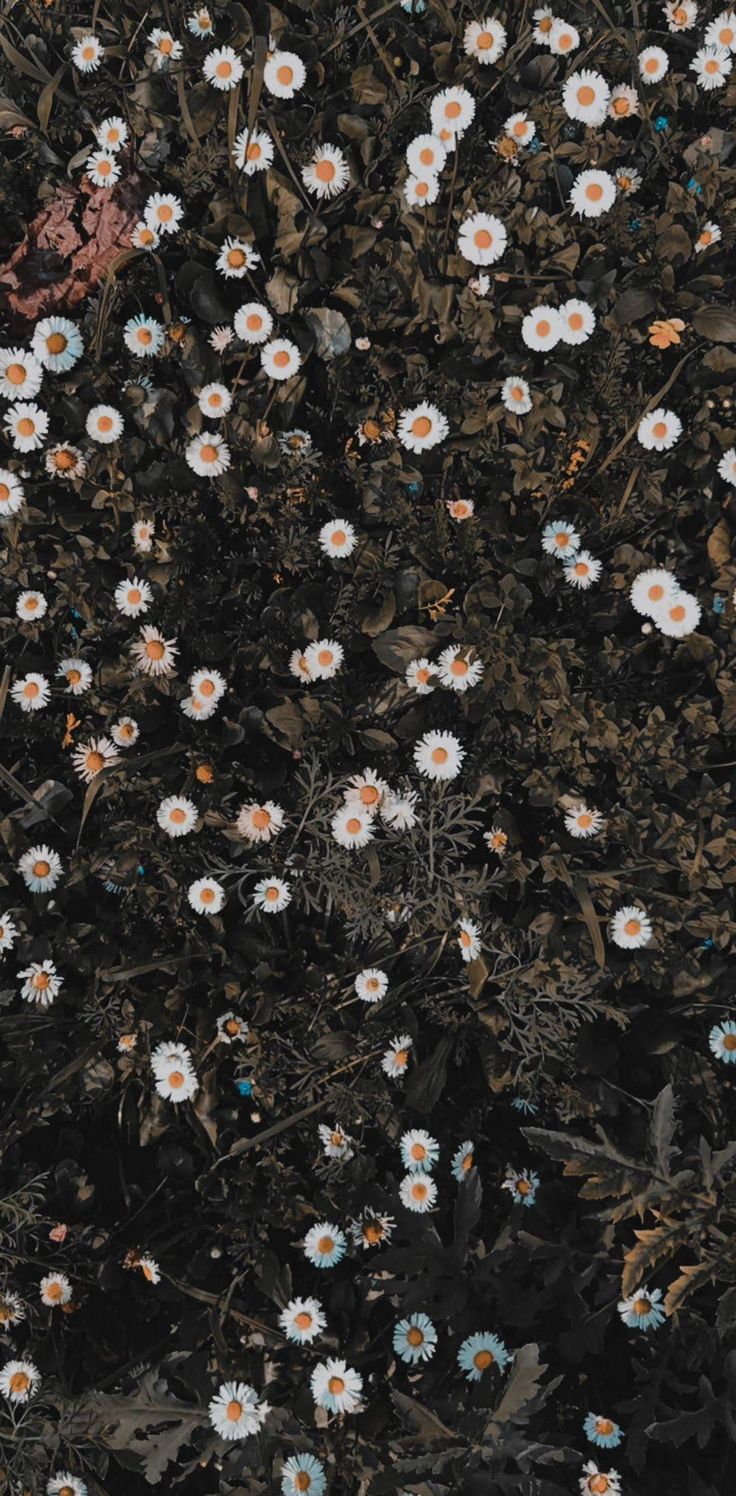 an overhead view of white and orange flowers