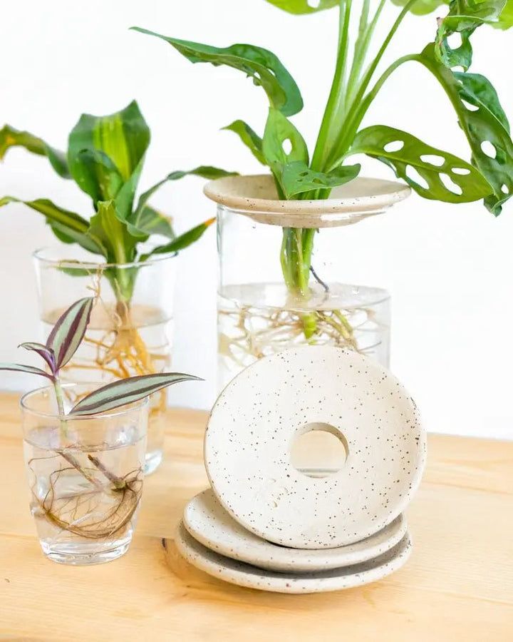 some plants are in vases on a table with plates and glasses next to them