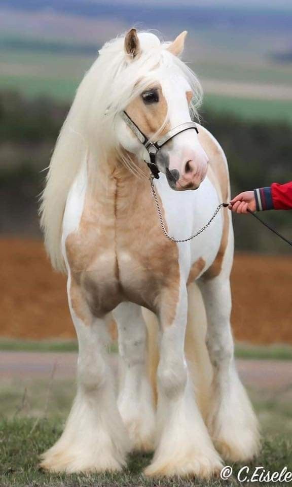 a person is holding the reins of a white and brown horse with long manes