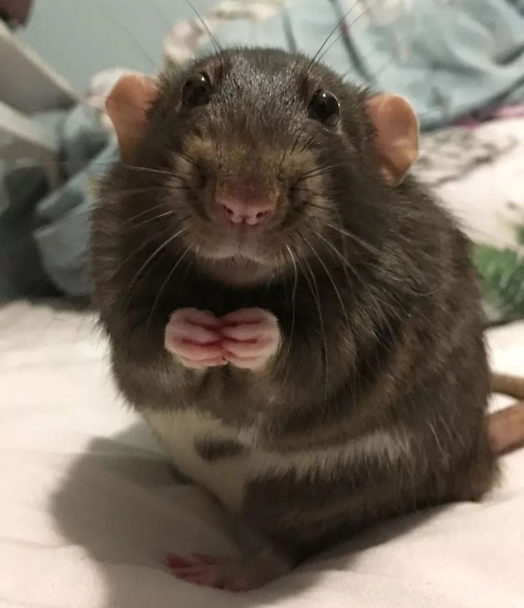 a brown rat sitting on top of a bed