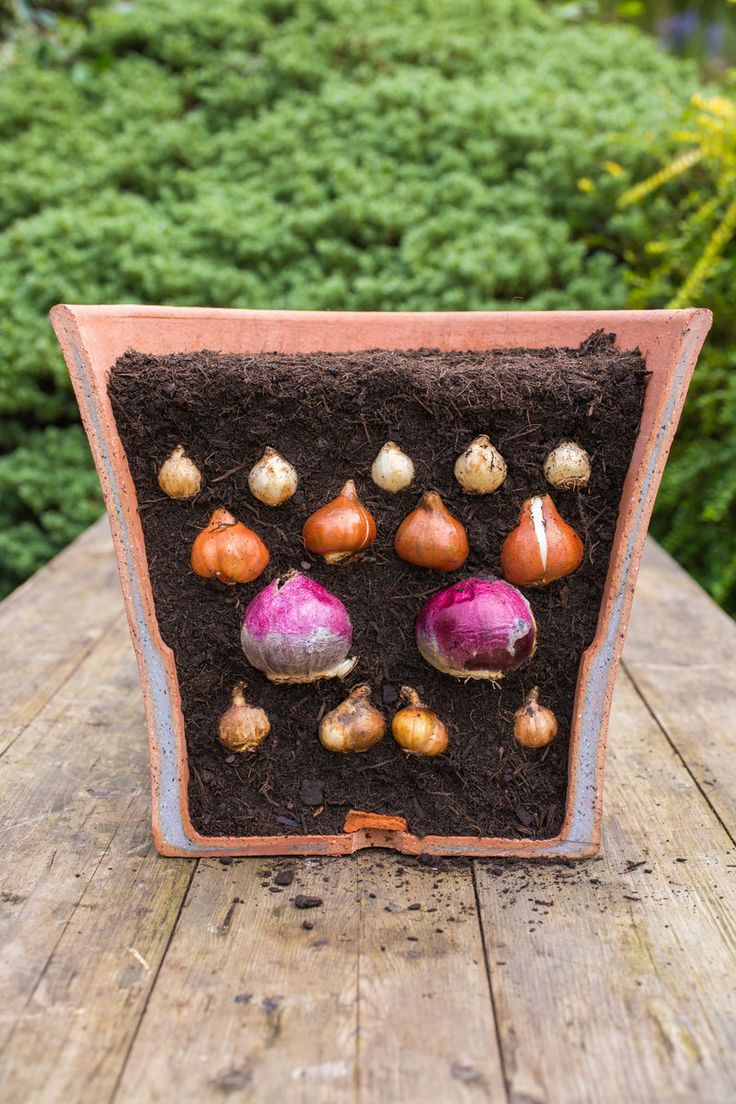 several different types of vegetables are growing in the soil on top of a wooden table