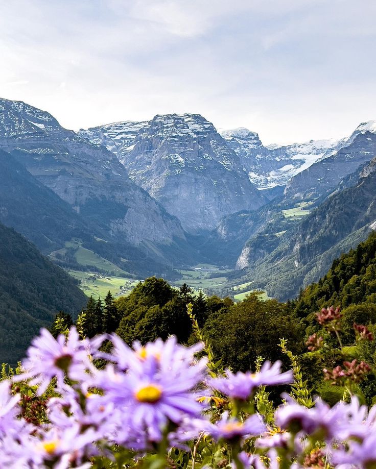 purple flowers in the foreground with mountains in the background