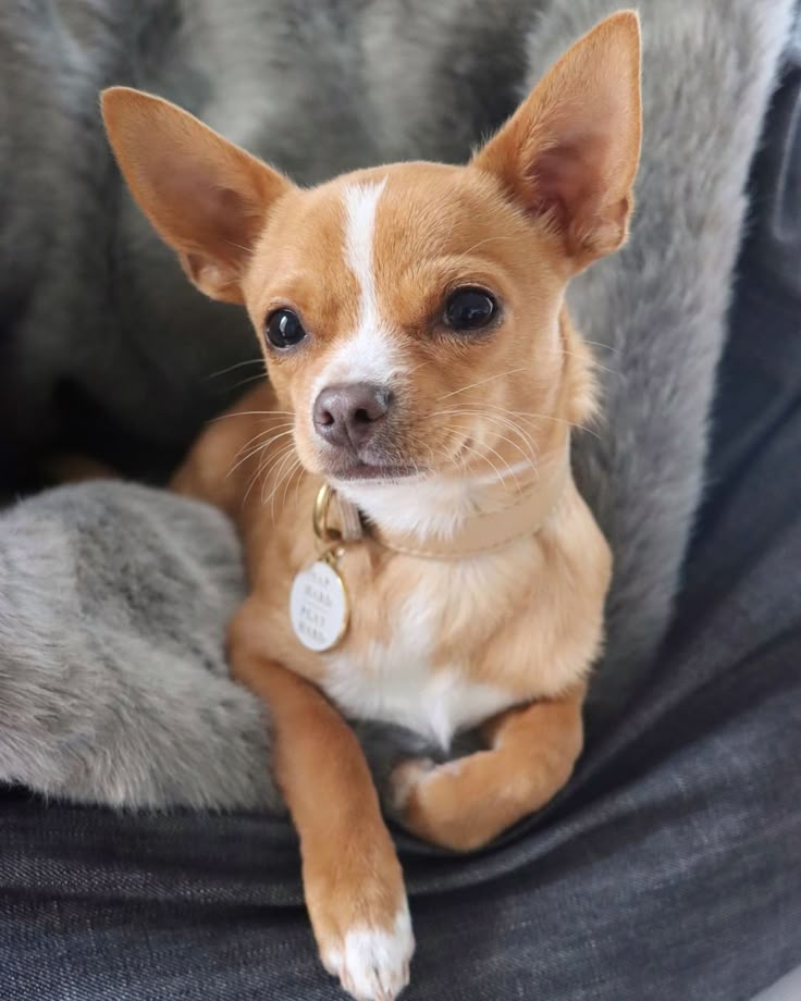 a small dog sitting on top of a chair