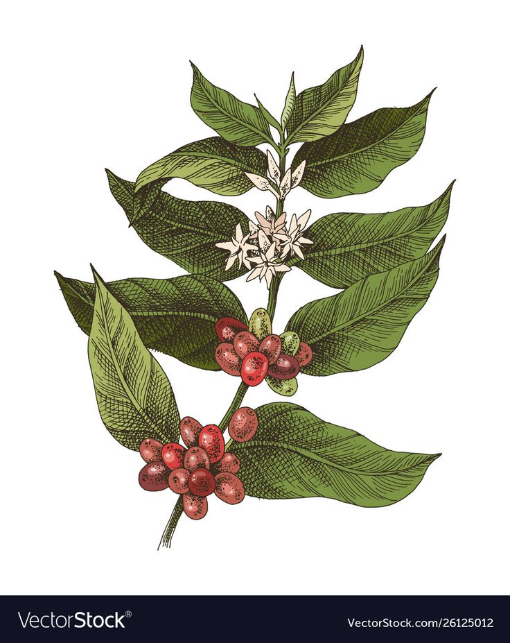 coffee plant with berries and leaves on white background