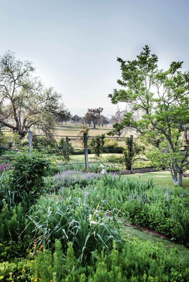 the garden is full of green plants and trees