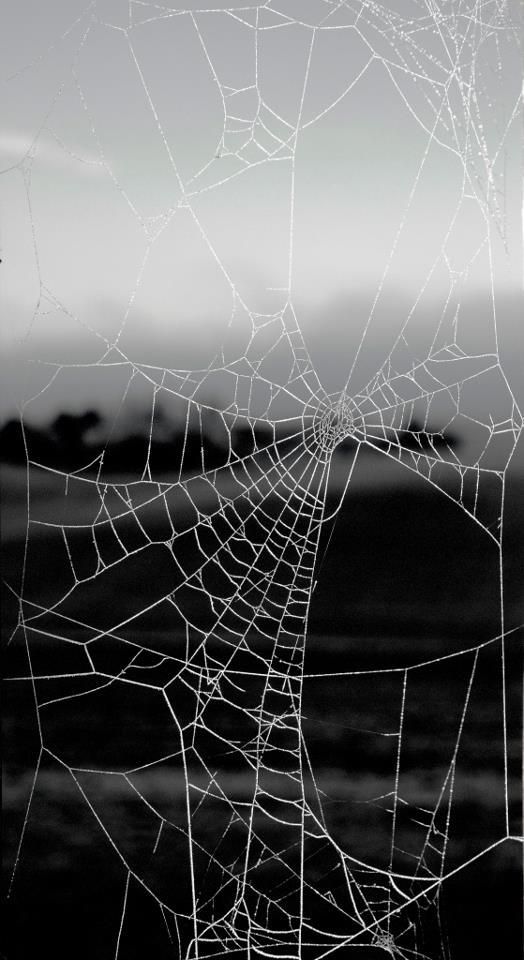 a spider web is hanging from the side of a window in front of a black and white background