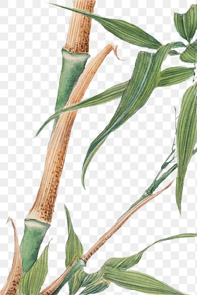 an illustration of a bamboo plant with leaves