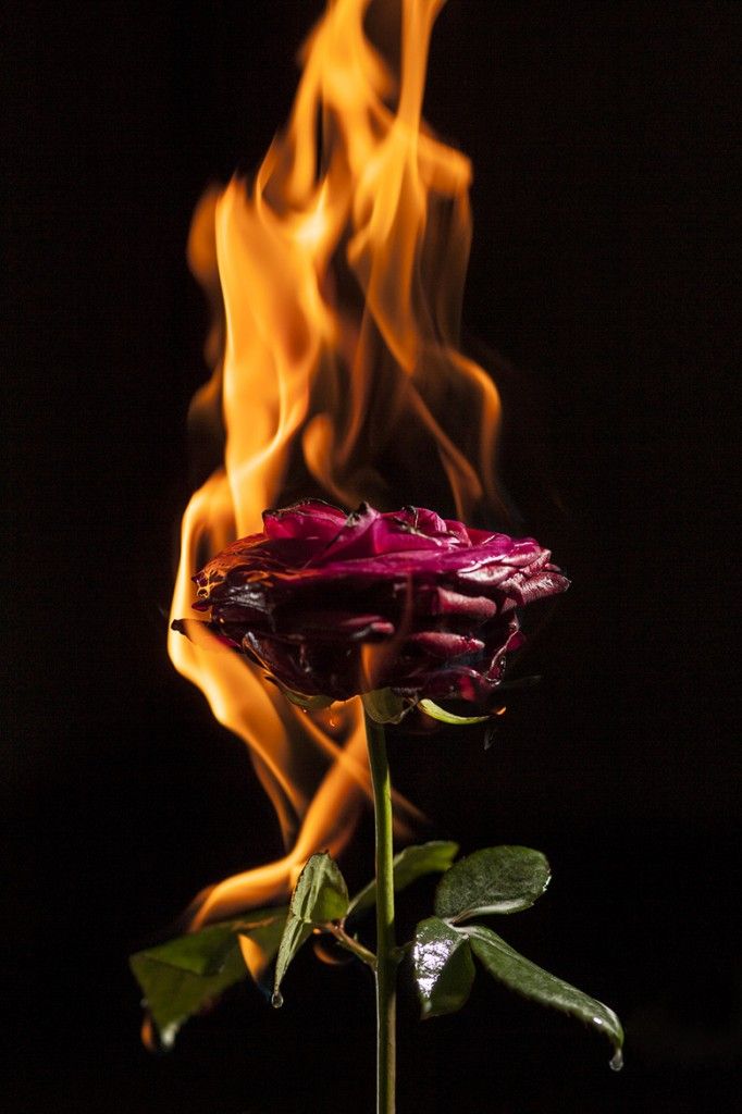 a flower is shown with flames coming out of the top and behind it, in front of a black background