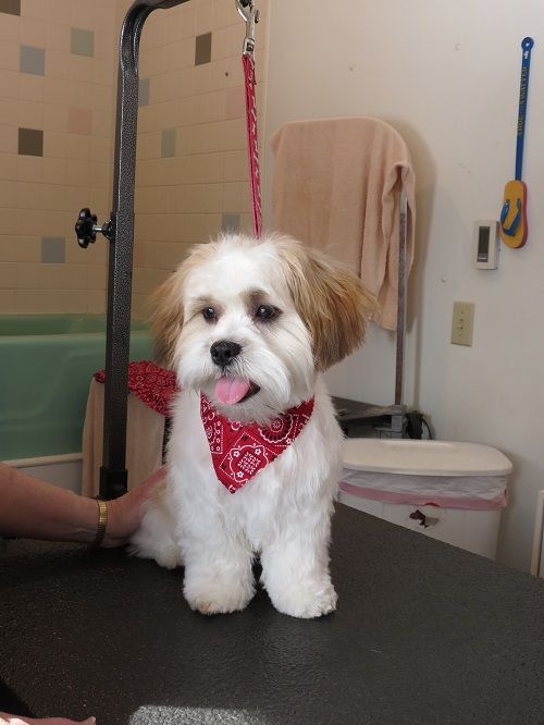 a small white dog with a red bandanna on it's neck sitting on a table